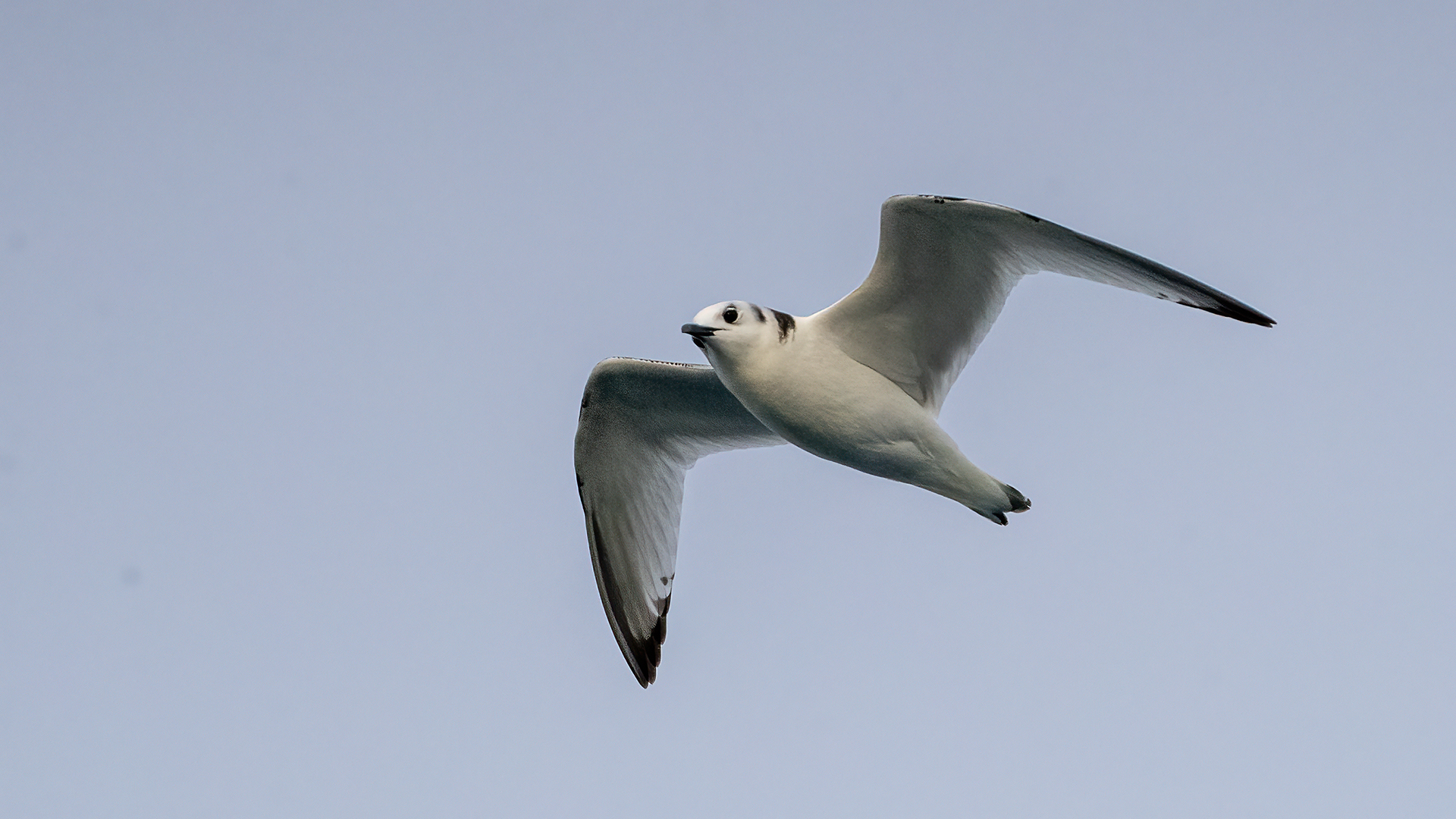 Black-legged Kittiwake